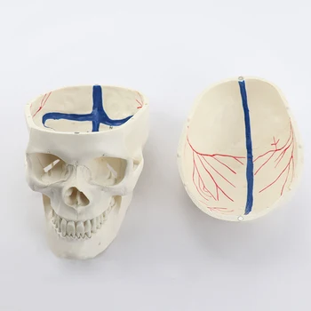 1: 1 Médico high-end crânio humano modelo de Crânio anatomia exemplo Esquelético nervo modelo