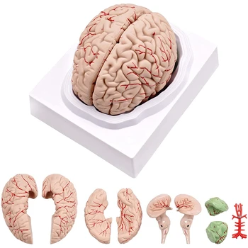 O Cérebro humano Modelo de Vida,o Tamanho do Cérebro Humano Anatomia Modelo com Base de Exibição, para Ciência de sala de Aula, de Estudo e de Ensino de Exibição